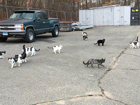 parking lot with cats.jpg Parking lot with cats